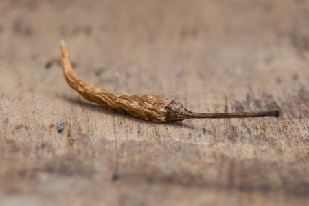 Closeup of the dried chili on the woodの写真素材