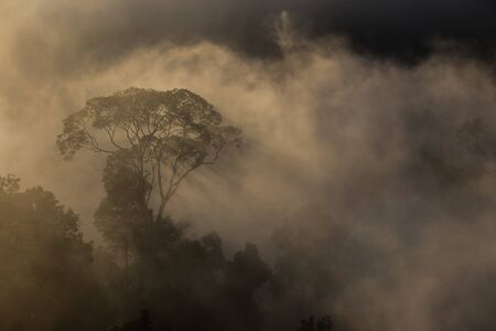 Hala-bala narathiwas the morning light landscape view (Rainforest)