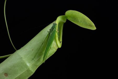 Monkey Cups - Nepenthes sp.