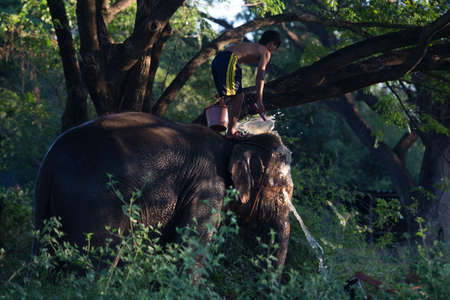 SURIN, THAILAND - November 21: Mahout ride an elephant and take a bath elephant in the river for prepare to show in Amazing Surin Elephant Festival 55th: November 21, 2015 in SURIN, THAILAND.のeditorial素材