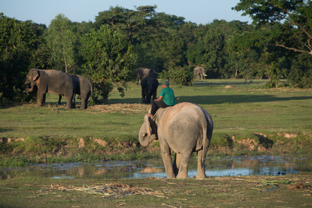 SURIN, THAILAND - November 18: the group of mahouts and their ekephants assemble together for prepare to show in Amazing Surin Elephant Festival 55th: November 18, 2015 in SURIN, THAILANDのeditorial素材