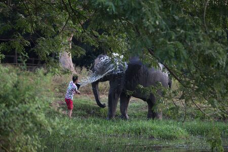 SURIN, THAILAND - November 21: Mahout ride an elephant and take a bath elephant in the river for prepare to show in Amazing Surin Elephant Festival 55th: November 21, 2015 in SURIN, THAILAND.のeditorial素材
