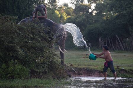 SURIN, THAILAND - November 21: Mahout ride an elephant and take a bath elephant in the river for prepare to show in Amazing Surin Elephant Festival 55th: November 21, 2015 in SURIN, THAILAND.のeditorial素材