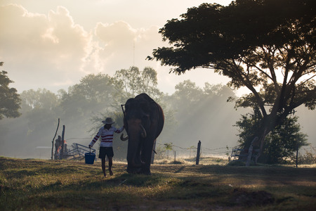 SURIN, THAILAND - November 18: the group of mahouts and their ekephants assemble together for prepare to show in Amazing Surin Elephant Festival 55th: November 18, 2015 in SURIN, THAILANDのeditorial素材