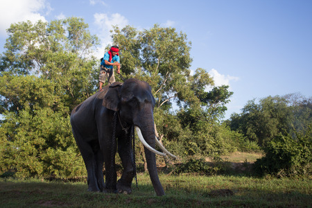 SURIN, THAILAND - November 18: the group of mahouts and their ekephants assemble together for prepare to show in Amazing Surin Elephant Festival 55th: November 18, 2015 in SURIN, THAILANDのeditorial素材
