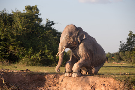 Elephant taking mud bathの写真素材