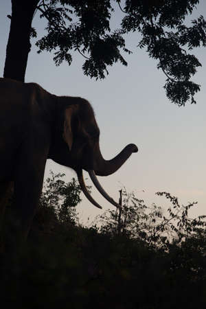 asia elephant in the forest at sunsetの写真素材