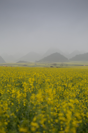 Yellow rapeseed flower field with the mist in Luoping, China