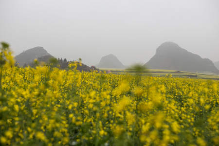 Yellow rapeseed flower field with the mist in Luoping, Chinaの写真素材