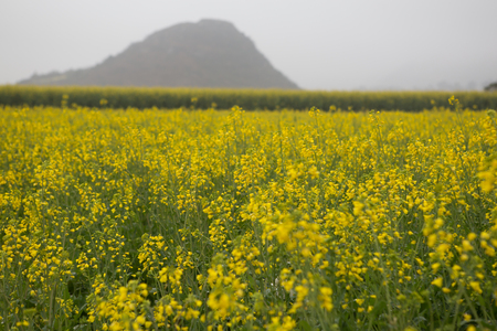 Yellow rapeseed flower field with the mist in Luoping, Chinaの写真素材