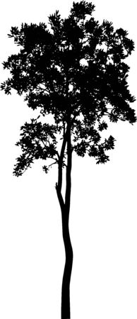 isolated tree on white backgroundのイラスト素材