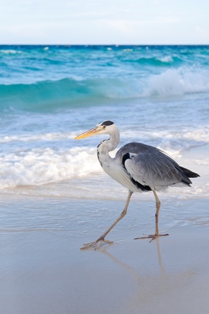 gray heron at the beachの写真素材