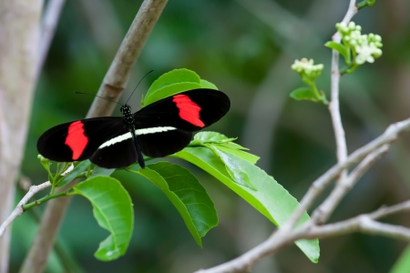 red postman butterfly on green leafs in mexicoの写真素材