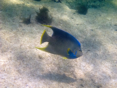 Bermuda blue angelfish, Holacanthus bermudensisの写真素材