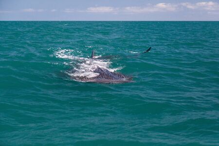 Whaleshark in open waterの写真素材