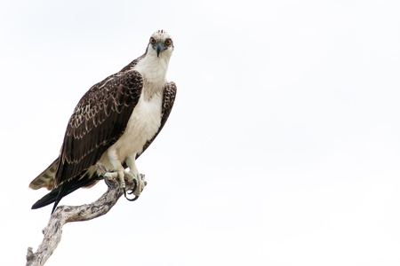 Fish eagle, osprey sitting on perchの写真素材