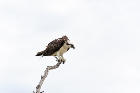 Fish eagle, osprey sitting on perchの写真素材