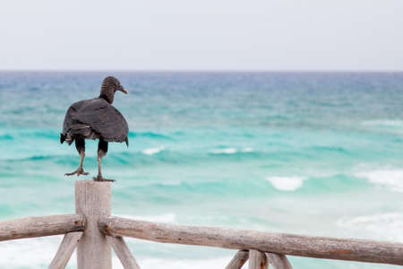 American Black Vulture sitting on wooden balustradeの写真素材