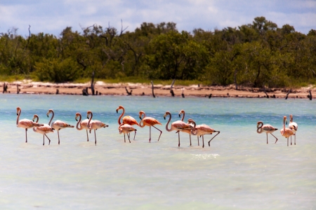 Group of flamingos in shallow waterの写真素材