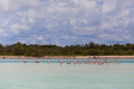Group of flamingos in shallow waterの写真素材