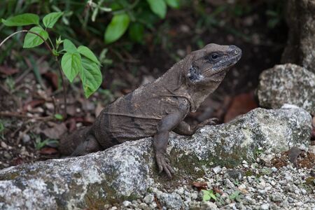 brown iguana resting on a rockの写真素材