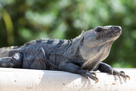 brown iguana resting on a rockの写真素材