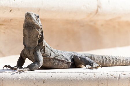 brown iguana resting on a rockの写真素材