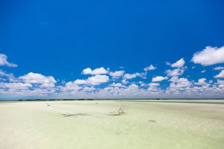 Caribbean Lagoon with branches in shallow waterの写真素材