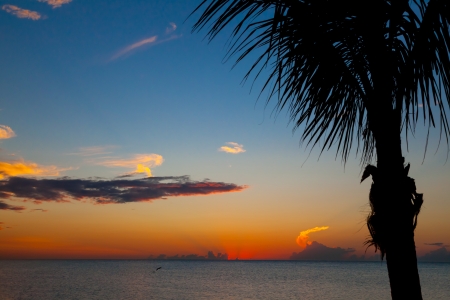 Colorful sunset in Mexico, holbox island with palm tree in frontの写真素材