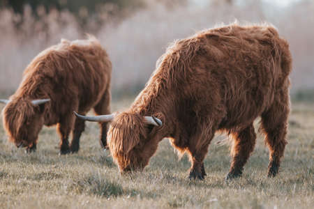 Highland cattle in a field on a foggy winter morning.
