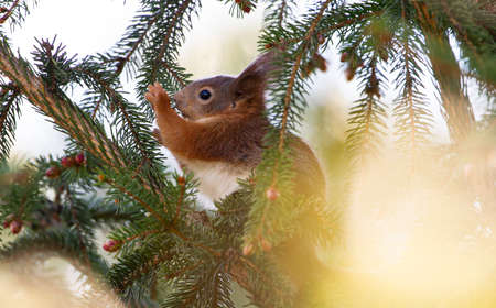 Squirrel on the branches of a spruce. Eurasian red squirrel, Sciurus vulgarisの写真素材