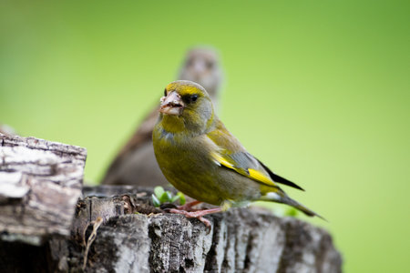 Chloris chloris on stumpの写真素材
