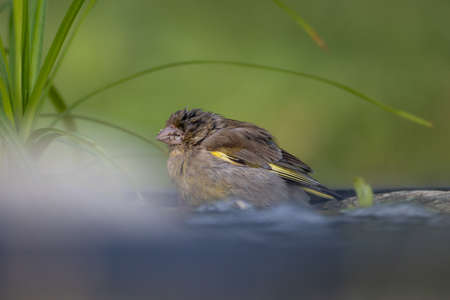 Chaffinch (Fringilla coelebs) in natural habitatの写真素材
