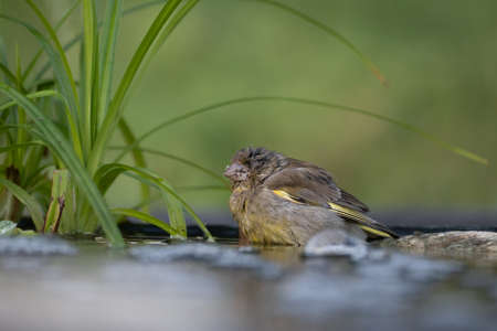 Chaffinch (Fringilla coelebs) in its natural habitatの写真素材
