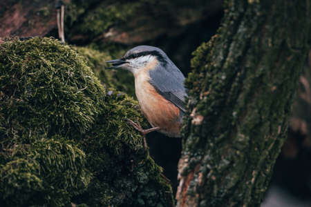 A nuthatch sits on a tree branch in the forest.の写真素材