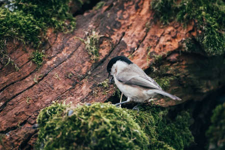 A black capped chickadee is sitting on a mossy tree trunk.の写真素材