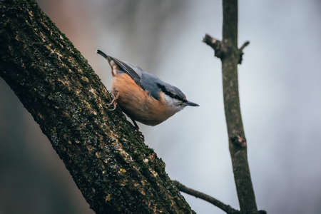 Nuthatch on a tree branch in the forest. Bird in nature.の写真素材