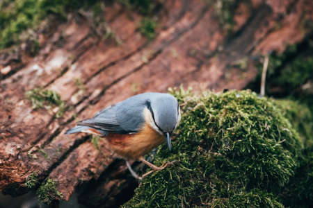 Eurasian nuthatch or wood nuthatch, Sitta europaea, sitting on a tree trunk in the forest.の写真素材
