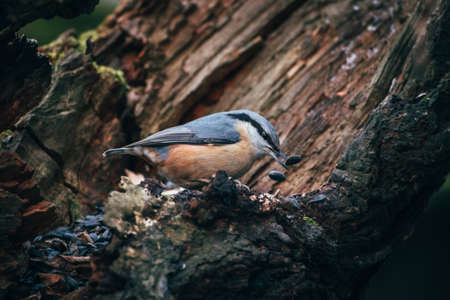 nuthatch on the branch of a tree with seeds in its beakの写真素材