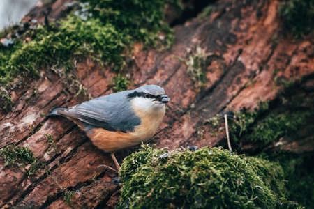 Nuthatch sitting on a tree trunk with moss in its beakの写真素材