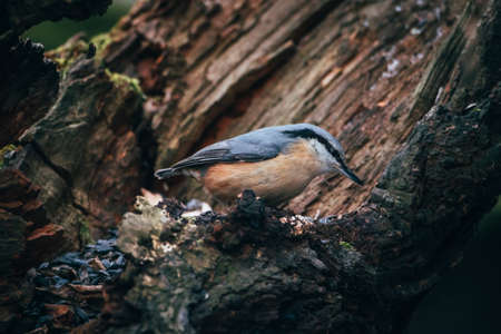 Nuthatch sitting on a branch of a tree in the forestの写真素材