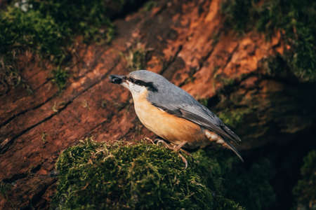 Nuthatch sitting on a mossy branch in the forest.の写真素材