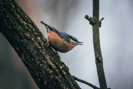 Nuthatch sitting on a branch of a tree in the forestの写真素材