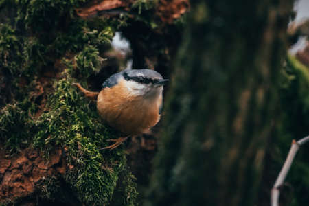 Nuthatch sitting on a branch of a tree in the forestの写真素材