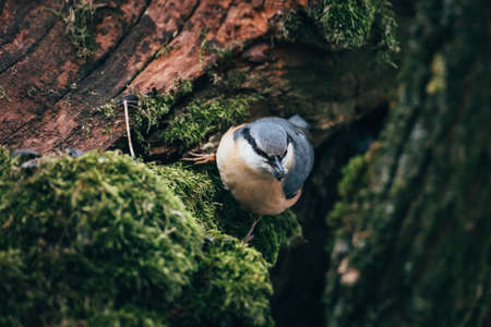Nuthatch sitting on a branch of a tree in the forestの写真素材