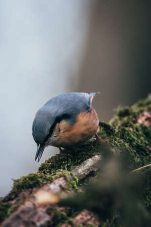 Nuthatch perched on a tree trunk with moss in its beakの写真素材