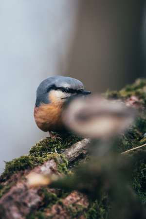 Nuthatch sitting on a branch in the forest. Close-upの写真素材