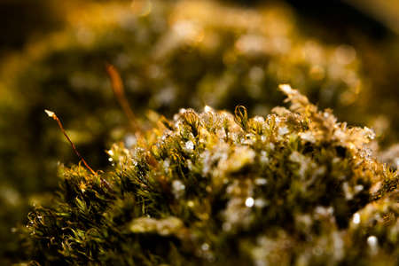 Macro shot of moss and lichen in the forest. Selective focus.