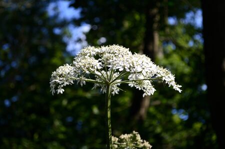 Wild Cow Parsley Plant