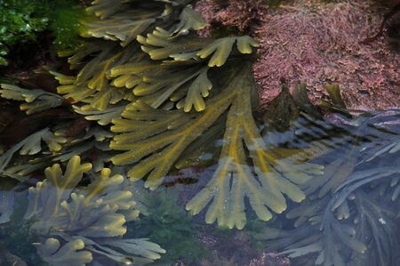 Rock Pool Seaweed